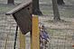 Bluebird by nest. Taken 3-19-11 Backyard by Peggy Driscoll.