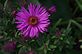 Aster in bloom. Taken 10-1-10 Backyard by Peggy Driscoll.