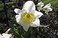 Daffodil in bloom. Taken 4-17-11 Backyard by Peggy Driscoll.