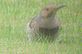 Woodpecker in backyard. Taken 9-18-10 Backyard by Peggy Driscoll.