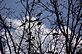 Crows in Tree. Taken 10-1-10 Backyard by Peggy Driscoll.