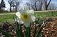 Daffodil in bloom. Taken 4-17-11 Backyard by Peggy Driscoll.