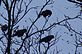 Crows in Tree. Taken 10-1-10 Backyard by Peggy Driscoll.