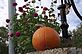 Pumpkin and flowers. Taken 9-27-10 Backyard by Peggy Driscoll.