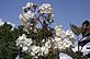 Last of the blooms for the Japanese snowball bush. Taken 10-1-10 Backyard by Peggy Driscoll.