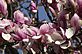 Magnolia tree in Bloom. Taken 5-1-11 Backyard by Peggy Driscoll.