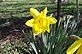 Daffodil in bloom. Taken 4-17-11 Backyard by Peggy Driscoll.