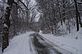 The first snow fall . Taken 12-4-10 Backyard by Peggy Driscoll.