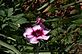 Dianthus in Bloom. Taken 10-1-10 Backyard by Peggy Driscoll.