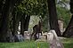 Deer watching while we put flowers on Graves. Taken 5-10-11 Platteville  by Peggy Driscoll.