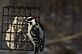 Woodpecker eating suet.. Taken 1-4-11 Backyard by Peggy Driscoll.