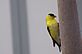 Finches feeding on feeder. Taken 5-7-11 Backyard by Peggy Driscoll.