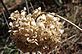 Hydrangea that weathered the Winter. Taken 3-19-11 Backyard by Peggy Driscoll.