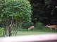 Mother Does and baby Fawns looking for apples.. Taken 8-21-11 Backyard by Peggy Driscoll.
