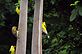 Finches feeding on feeder. Taken 7-3-11 Backyard by Peggy Driscoll.