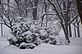 snowy pine trees. Taken 12-4-10 Backyard by Peggy Driscoll.