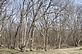 Spring Trees. Taken 3-19-11 Backyard by Peggy Driscoll.