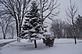 snowy pine trees. Taken 12-4-10 frontyard by Peggy Driscoll.