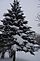 snowy pine trees. Taken 12-4-10 frontyard by Peggy Driscoll.