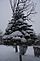 snowy pine trees. Taken 12-4-10 frontyard by Peggy Driscoll.