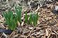 Daffodil's are sprouting . Taken 3-27-11 Dubuque by Peggy Driscoll.