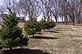 Spring Trees. Taken 3-19-11 Backyard by Peggy Driscoll.