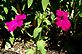 Petunia in Bloom. Taken 7-2-11 Backyard by Peggy Driscoll.