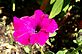 Petunia in Bloom. Taken 7-2-11 Backyard by Peggy Driscoll.