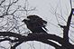 Turkey Vulture. Taken 4-9-11 Dubuque by Peggy Driscoll.