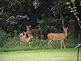 Does and Fawns looking for food. Taken 8-21-11 Backyard by Peggy Driscoll.