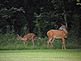 Mommy and baby deer looking for food. Taken 8-21-11 Backyard by Peggy Driscoll.