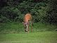 Doe looking for food. Taken 8-21-11 Backyard by Peggy Driscoll.