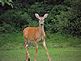 Doe keeping a watchful eye on the Fawns. Taken 8-21-11 Backyard by Peggy Driscoll.