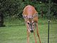 Doe watching over Fawns while they eat apples. Taken 8-21-11 Backyard by Peggy Driscoll.