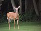 Doe watching me and the Fawns. Taken 8-21-11 Backyard by Peggy Driscoll.