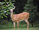 Doe watching me and the Fawns . Taken 8-21-11 Backyard by Peggy Driscoll.