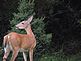 Doe with her watchful eyes for the Fawns in the backyard. Taken 8-21-11 Backyard by Peggy Driscoll.