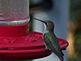 Hummingbird enjoying the day.. Taken 8-11-10 Backyard by Peggy Driscoll.