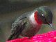 Hummingbird enjoying the day.. Taken 8-11-10 Backyard by Peggy Driscoll.