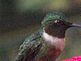 Hummingbird enjoying the day.. Taken 8-11-10 Backyard by Peggy Driscoll.