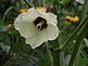 Okra bloom. Taken 8-12-10 Backyard by Peggy Driscoll.