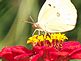 butterfly and zinnia . Taken 8-22-10 Backyard by Peggy Driscoll.