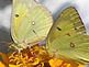 butterfly and zinnia . Taken 8-22-10 Backyard by Peggy Driscoll.