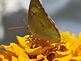 butterfly and zinnia . Taken 8-22-10 Backyard by Peggy Driscoll.