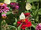 butterfly and zinnia . Taken 8-22-10 Backyard by Peggy Driscoll.