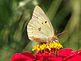 butterfly and zinnia . Taken 8-22-10 Backyard by Peggy Driscoll.