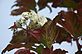 The last blossom of the year on the snowball bush.. Taken 11-5-11 Backyard by Peggy Driscoll.