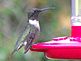 Hummingbird enjoying the day.. Taken 8-27-10 Backyard by Peggy Driscoll.