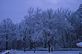 The Trees are all filled with the snow . Taken 2-24-12 Backyard by Peggy Driscoll.