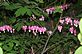 Bleeding hearts in Bloom. Taken 4-17-12 backyard by Peggy Driscoll.